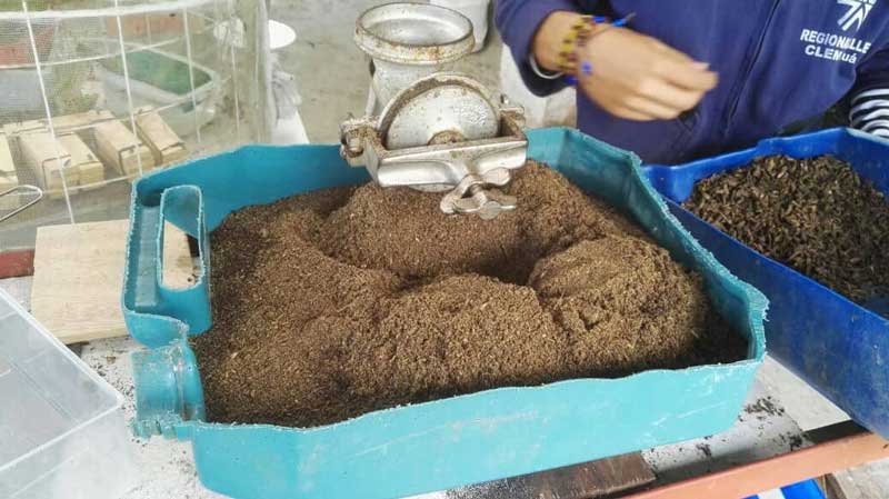 harina-de-larvas-de-msn