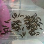 larvas-mosca-soldado-negro